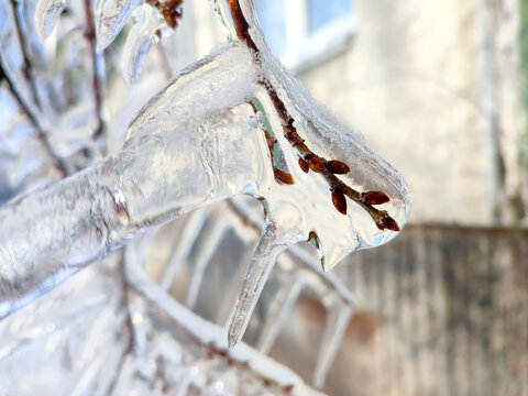 A tree branch with heavy icing The tree freezing branch covered with thick layer
