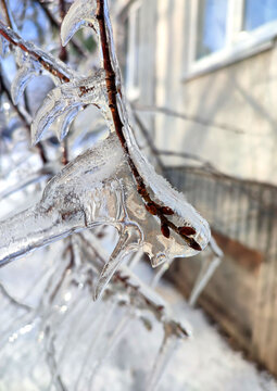 A tree branch with heavy icing The tree freezing branch covered with thick layer