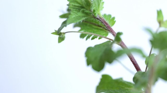 Close-up of Veronica persica, Persian Speedwell with Blue Flowers and Green Leaves on White Background