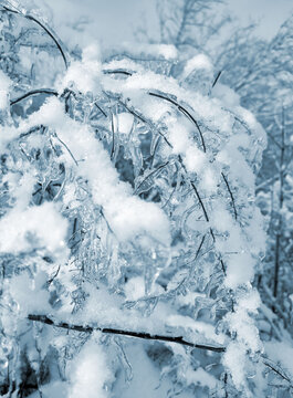 Icing on branches close-up. A branch of dry grass covered with ice and snow