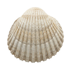 textured seashell png ribbed cockle cutout natural bivalve png beige clam cutout ocean seashell png marine cockle cutout decorative shell isolated transparent background image © maruf