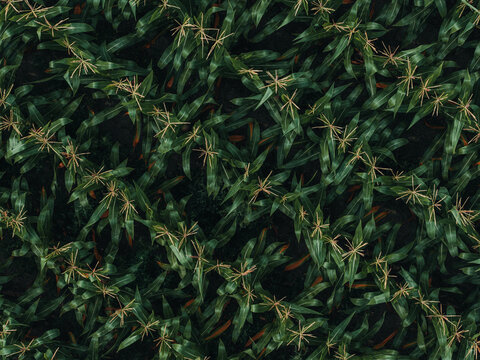 Aerial view of a lush green cornfield planted for animal feed, showing dense foliage and stalks in a rural landscape in Poland.