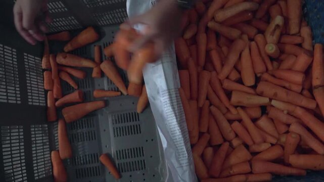 Full fill bucket with carrot