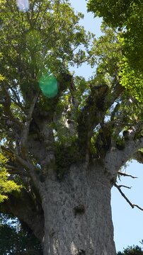 Tāne Mahuta, the giant kauri tree in Waipoua Forest, Northland, New Zealand, an iconic natural tourist attraction, vertical handheld downward reveal