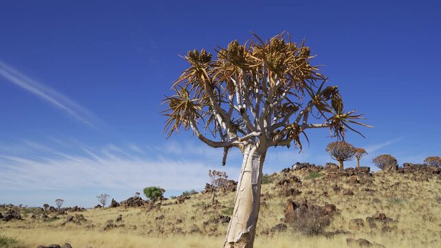 Quiver Tree Forest, Keetmanshoop, Namibia. Single quiver tree in foreground, more trees behind. Clear blue sky, sunny day