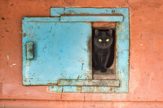 Gatto nero dagli occhi gialli si affaccia da una vecchia botola azzurra su un muro arancione