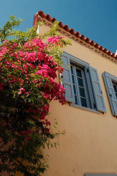 Bougainvillea climbing beside shuttered window on stucco wall