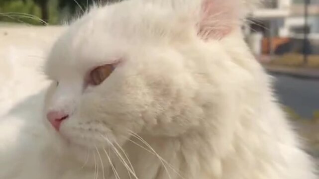 White Cat with Amber Eyes Looking Around