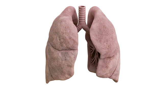 Human lungs with trachea and bronchi, isolated on transparent background
