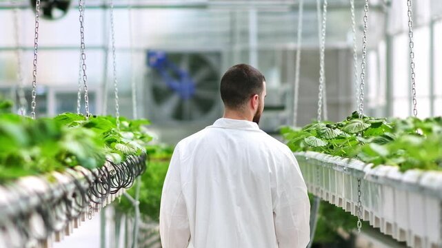 Scientist walks through greenhouse inspecting rows of healthy green strawberry plants in vertical farm.