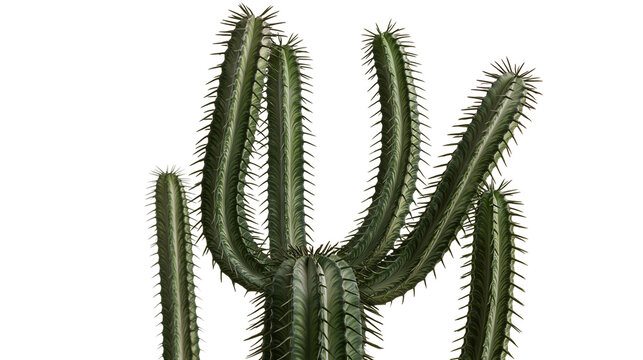 Tall green cactus with sharp spines, isolated on transparent background
