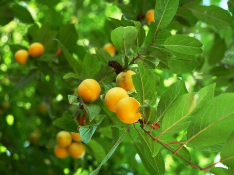 A close-up shot shows a branch of a tree with several small, yellow fruits hanging from it, surrounded by green leaves.
