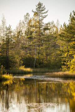 Fall landscape of pond with reflections surrounded by autumn pine and birch forest at sunset. Nature exploring and hiking on fresh air for physical activity and mental health, daily walk in woodlands.