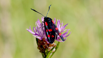 butterfly on a flower © lazalnik