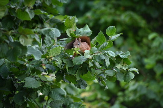 Close-up view of a brown squirrel climbing a hazel tree while collecting green hazelnuts. The image captures the natural behavior of a wild squirrel surrounded by vibrant green foliage
