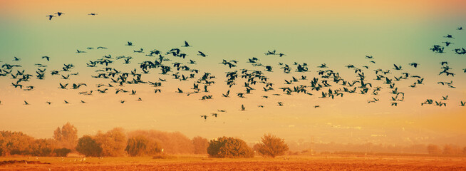 Fototapeta premium Birds against the background of the mountains in the evening. The Hula Valley in northern Israel at sunset