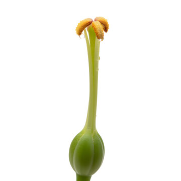 Pistil isolated on white background