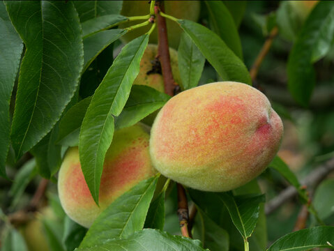 Two ripe peaches hang on a branch surrounded by green leaves.