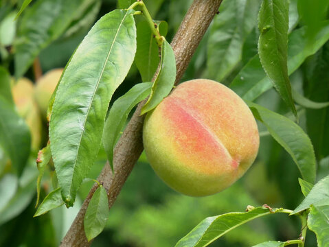A ripe peach hangs from a tree branch surrounded by green leaves. The peach has a blush of pink and orange against its yellow skin.