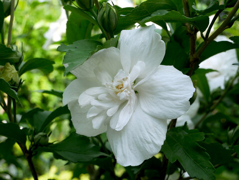 A white hibiscus flower is in full bloom surrounded by green leaves.