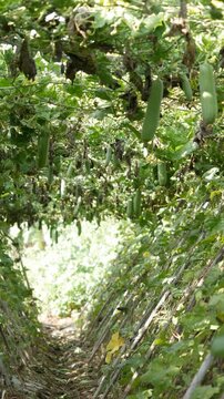 Green luffa fruits hang on climbing vines over an arched trellis in a narrow garden row. Edible crop.