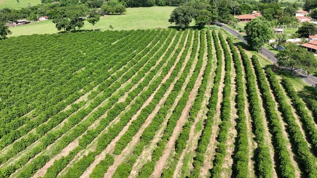 Aerial view of neatly organized agricultural fields with rows of green crops and rural landscape scenery