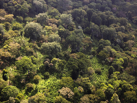 Aerial view of the lush Selva Negra cloud forest and coffee plantation with dense canopy and rows of coffee plants in the mountainous terrain of Selva Negra, Matagalpa, Nicaragua.