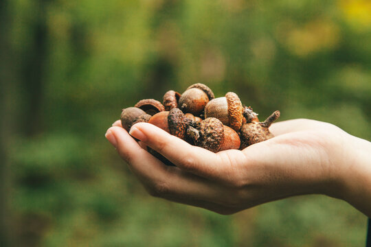 Hand holding acorns