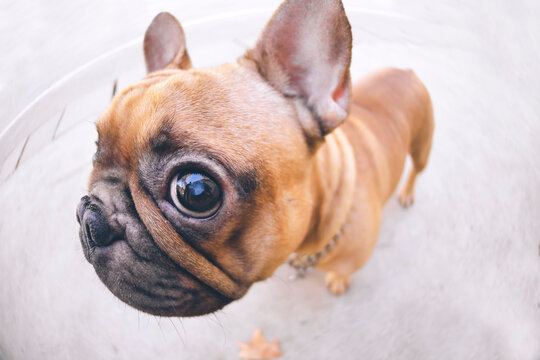 Funny portrait of French bulldog