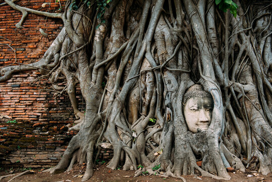 Thailand, Ayutthaya, Buddha head in between tree roots at Wat Mahathat
