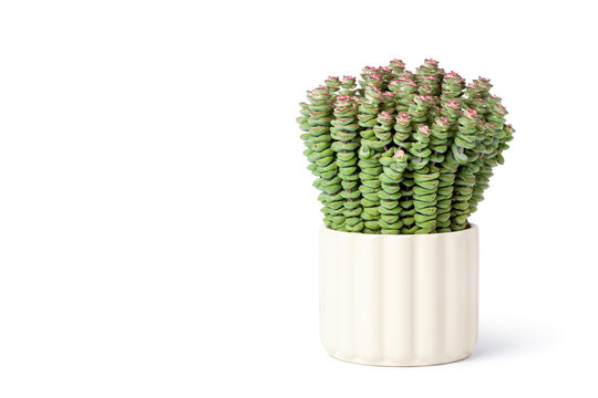 Crassula perforata, succlent plant in the flowerpot