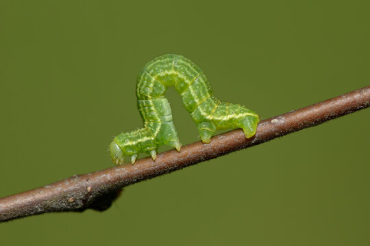 Alsophila aescularia on a twig