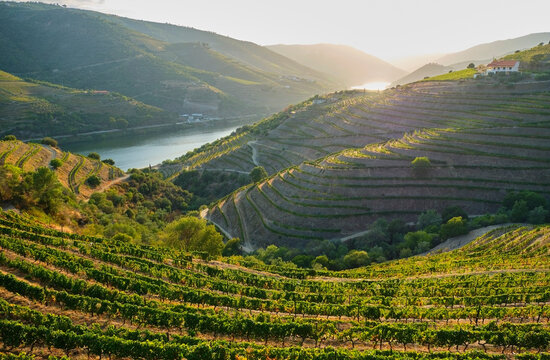 Portugal, Douro Valley, terraced vineyard overlooking Douro river