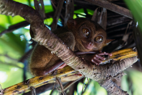 Small wild tarsier monkey with big eyes on a branch in Bohol
