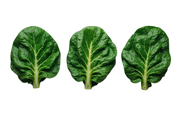 Obraz premium Three compact leafy green vegetable leaves with short stems