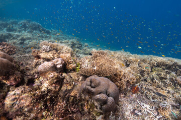 coral reef in the sea raja ampat © Bayu