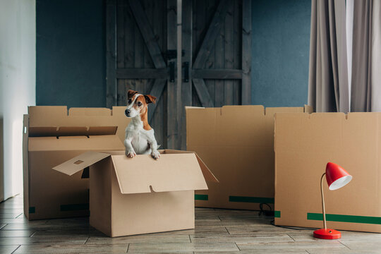 Jack Russell terrier dog in cardboard box at home