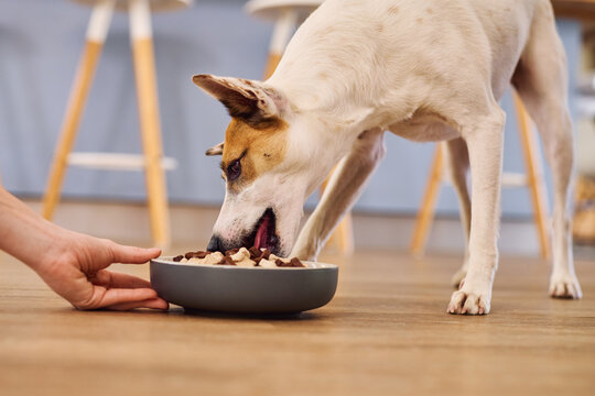 Feeding hungry dog with a bowl of dry food