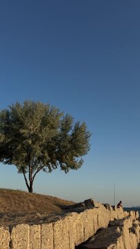 Scenic view of a lone green tree growing above a massive stone block breakwater by the sea. Warm late afternoon sunlight on the coast under a blue sky. Ideal for nature B-roll or environmental promos.