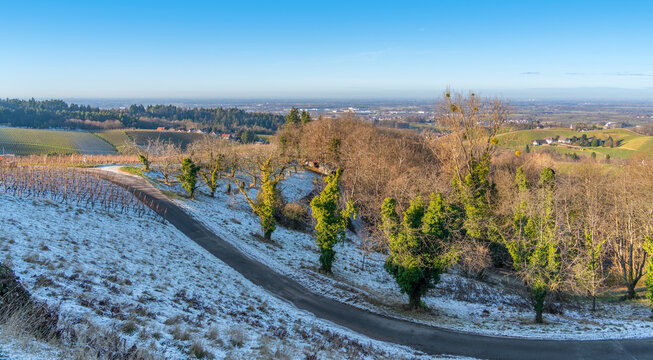 Black forest scenery