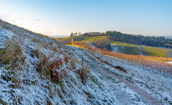 Black forest scenery