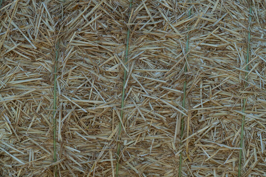Close up view of straw bales stacked in a field during the harvest season in rural countryside