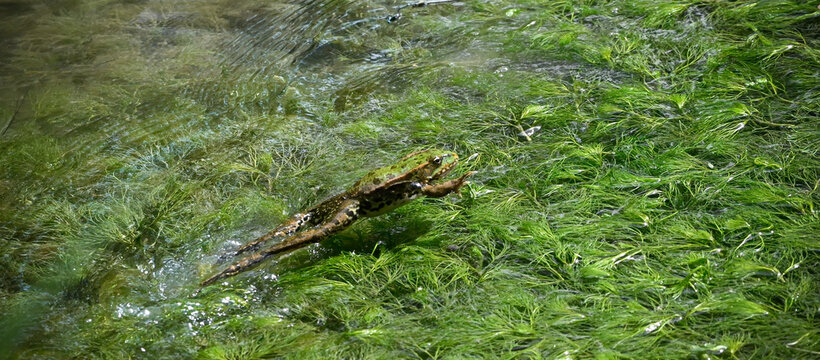 Green water frog leaping with fully extended legs over floating aquatic plants in a sunny stream