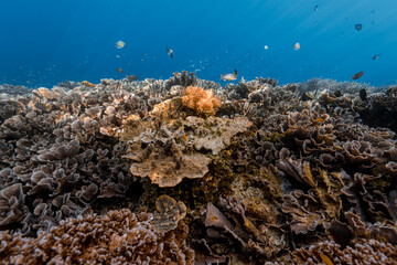 coral reef in the sea © Bayu