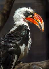 Von der Decken's hornbill © svobodacontributor