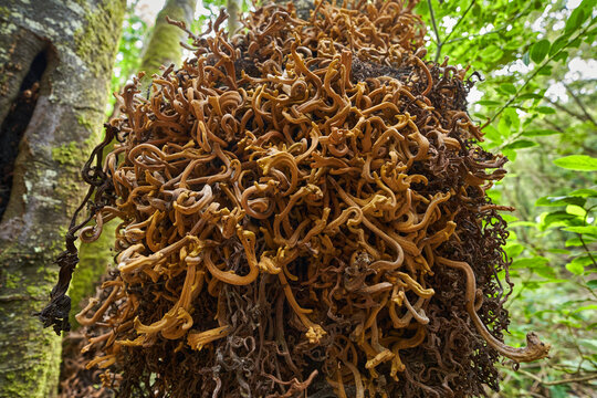 Madre del loro fungus on laurel