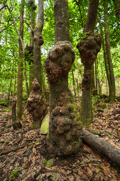 Woody burls on laurel trunk