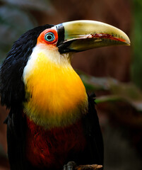 Green-billed toucan © svobodacontributor