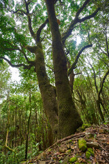 Fototapeta premium Sunlight through the laurel forest