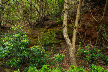 Fototapeta premium Laurel forest trunks in Teno